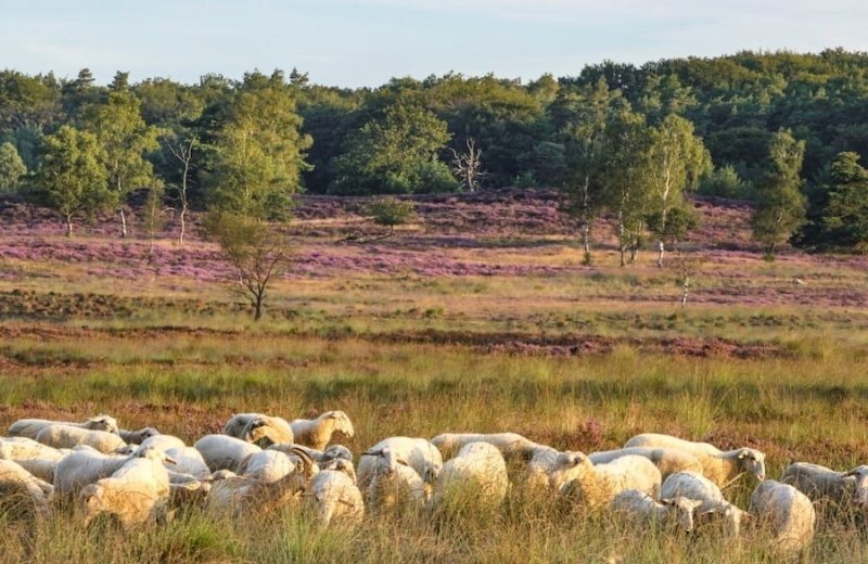 Hoog Buurlose Heide