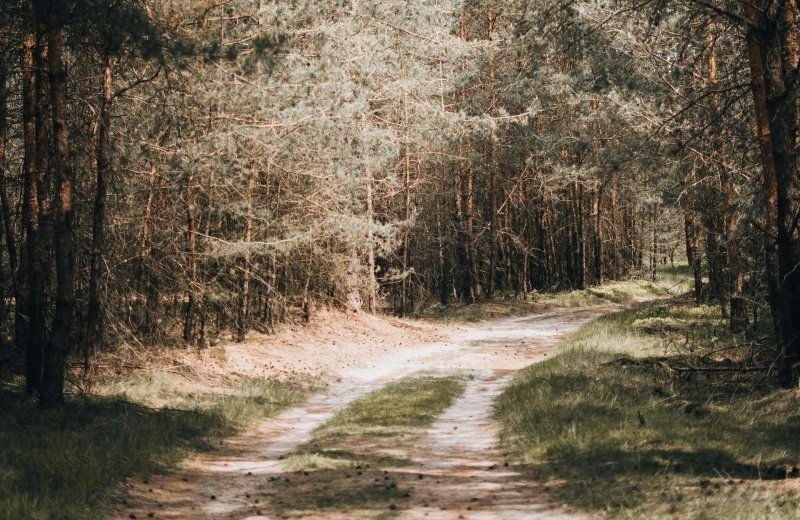 Wandelen veluwe